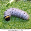 musch tessellum larva5b